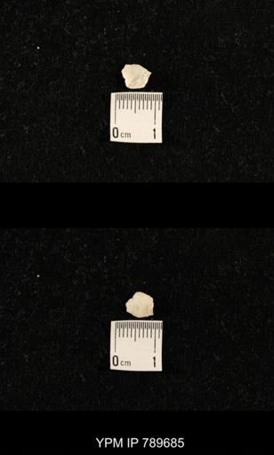 undet. Brachiopoda