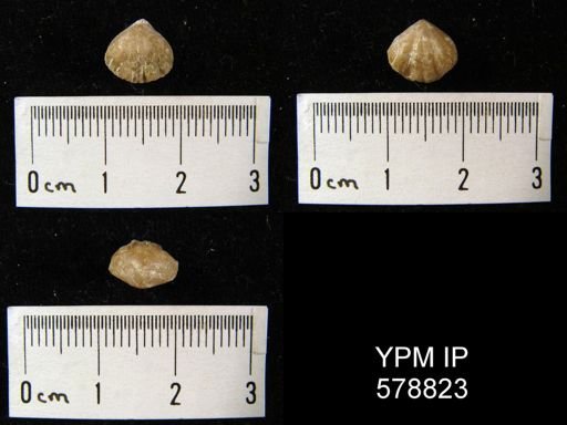 Pugnax perrostellata