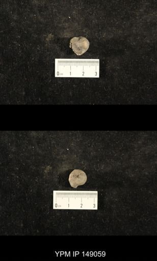Euphemites carbonarius