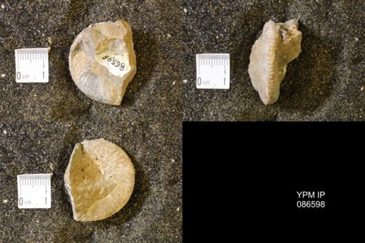 Hoploscaphites sp.