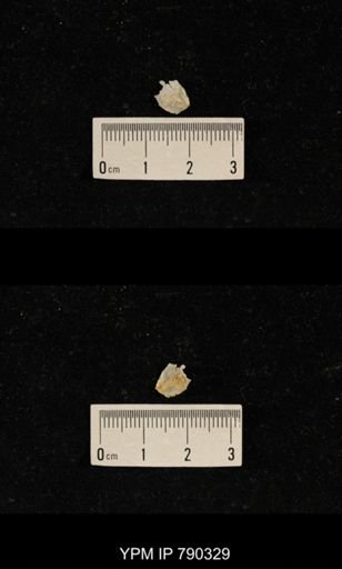 undet. Brachiopoda