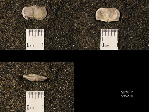 Chonetina rostrata
