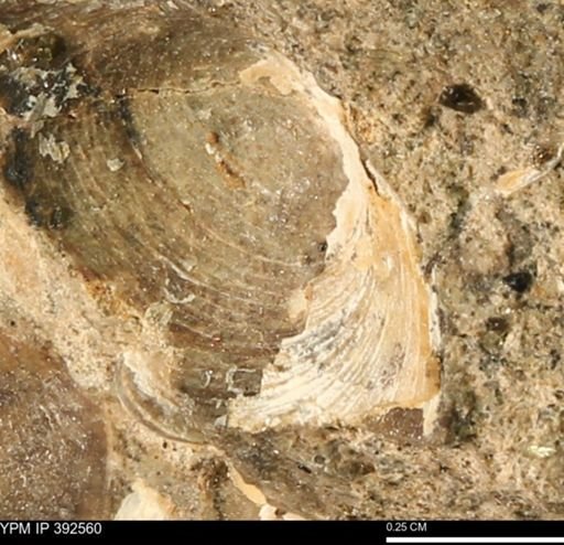 Limopsis?