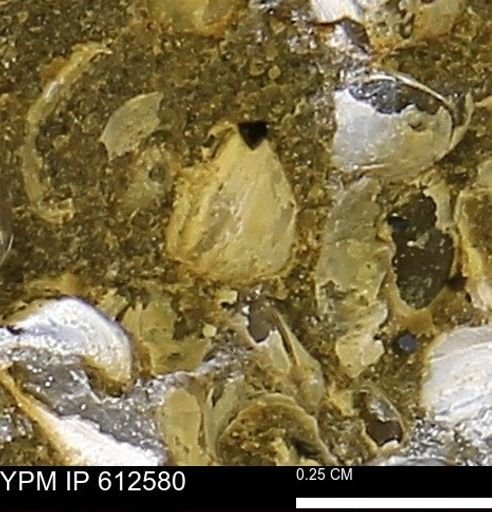 Protocardia sp.
