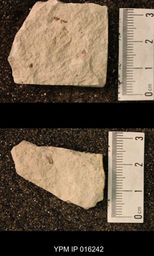 Hexapoda
