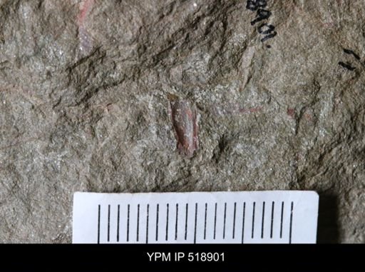 undet. Hyolithida