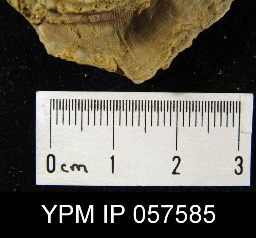 Leptaenisca adnascens