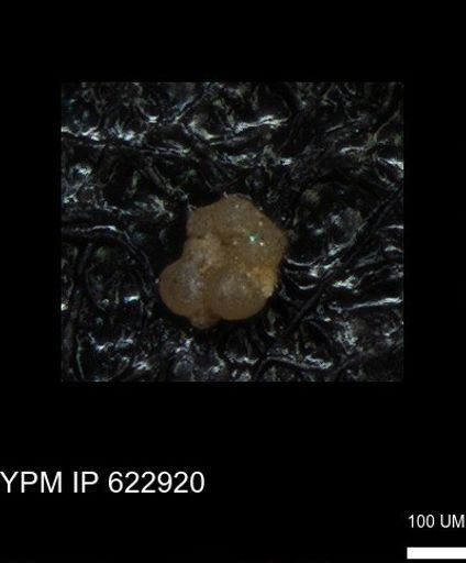 undet. Globigerinina