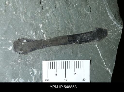 undet. Eurypterida