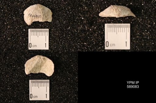 Dinorthis subquadrata