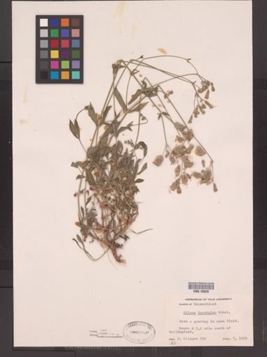 Silene cucubalus