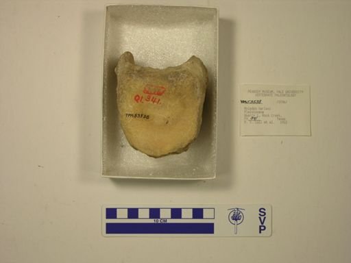 Mylodon harlani