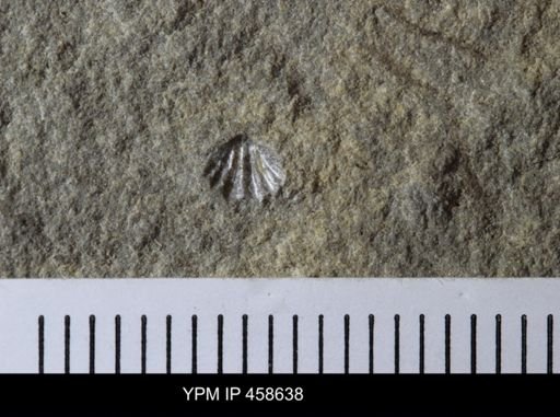 Anthracospirifer sp.
