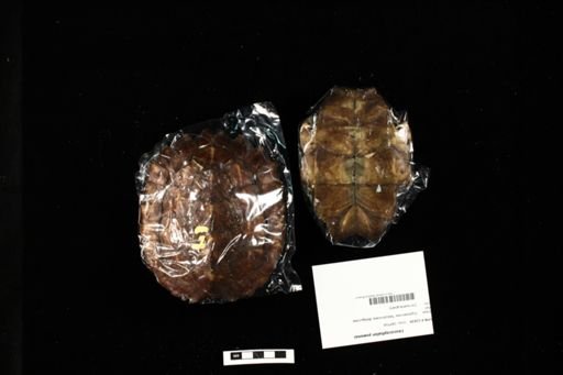 Leucocephalon yuwonoi