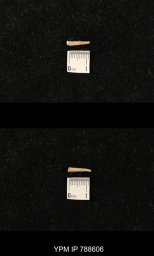 taxon undetermined