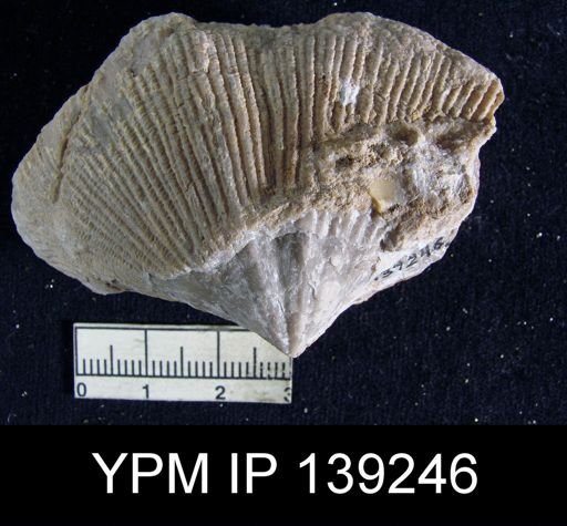 Spirifer (Neospirifer) sp.