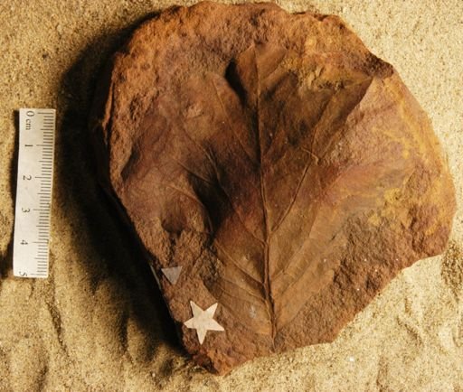 Protophyllum querciforme