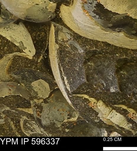 Limopsis striatopunctatus