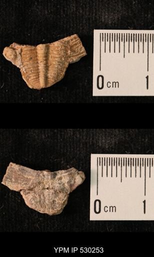 Elrathia kingi
