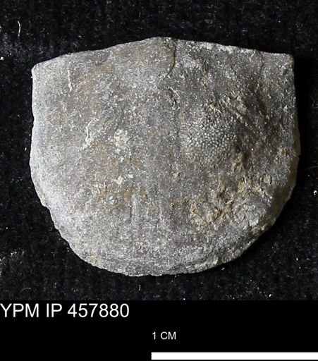 Strophodonta sp.