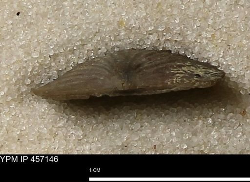 Stropheodonta sp.
