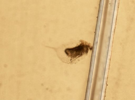 Daphnia