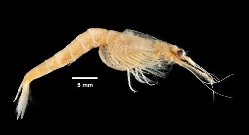Mysis stenolepis