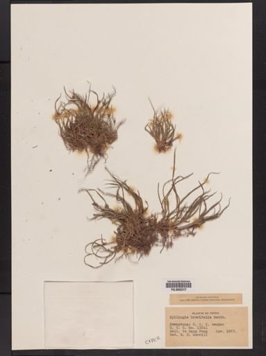 Plantae