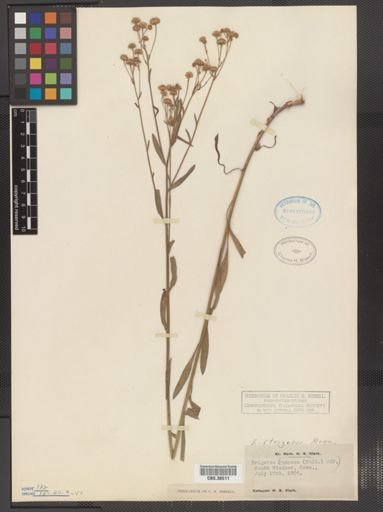 Erigeron strigosus