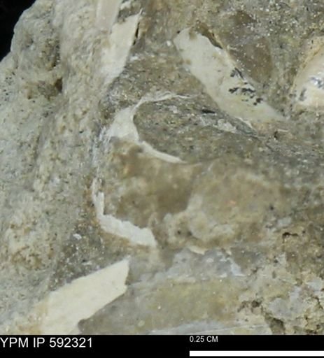 undet. Mollusca