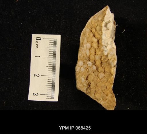 Favosites sp.