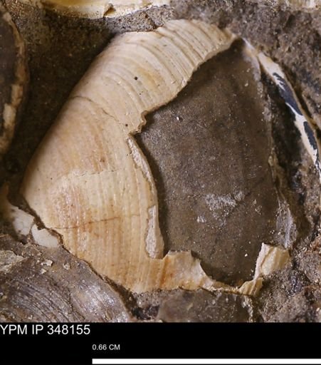 Limopsis striatopunctatus