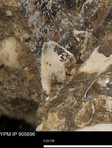 undet. Mollusca