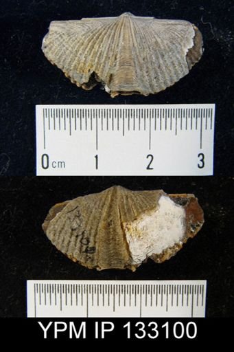Spirifer pennatus