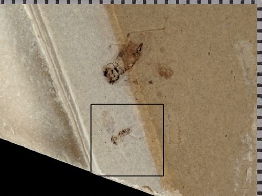 undet. Mycetophilidae