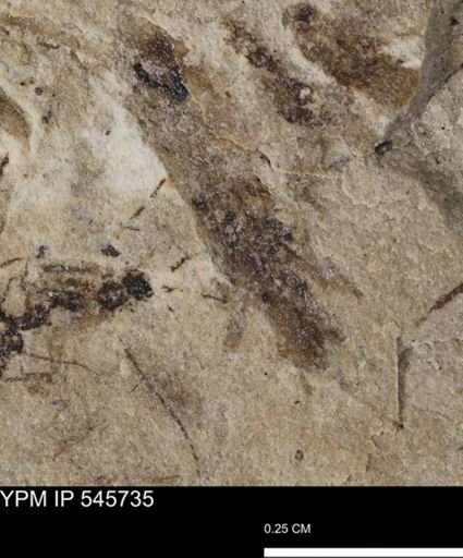 undet. Insecta