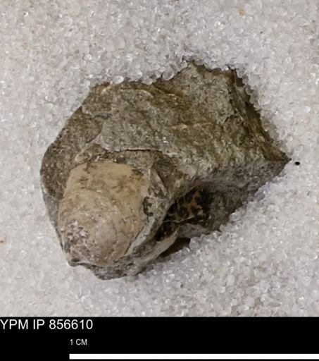 Limopsis striatopunctatus