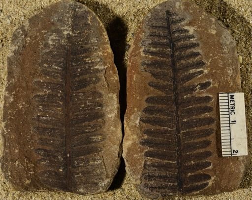 Pecopteris