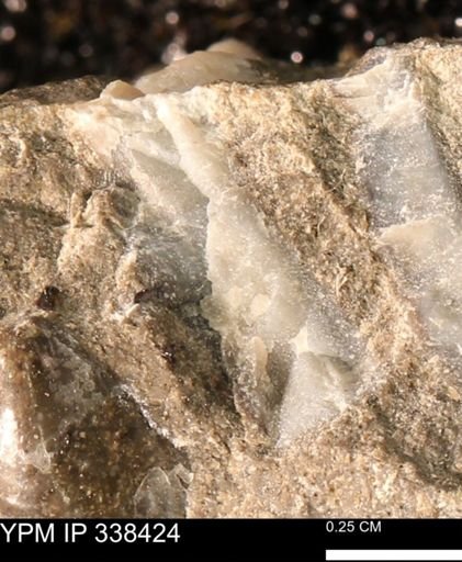 undet. Mollusca