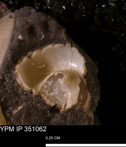 undet. Gastropoda