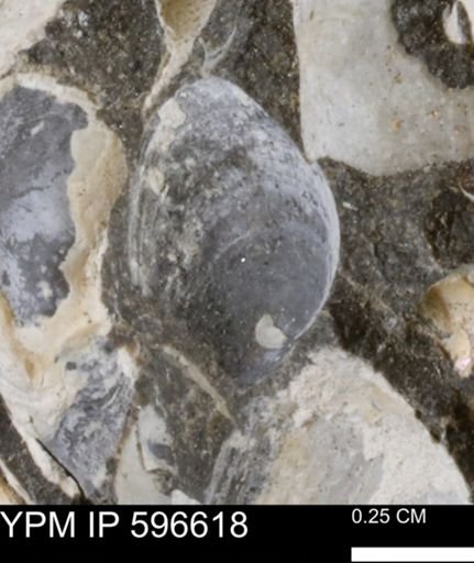 Limopsis striatopunctatus