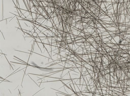 Polymastia boletiformis