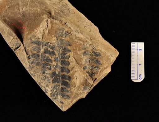 Cladophlebis denticulata
