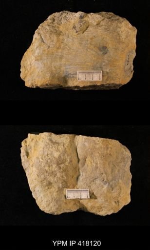 Tetradium sp.