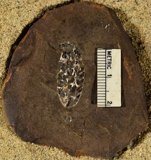 Pecopteris sp.