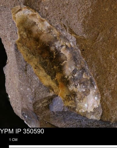 undet. Ammonoidea