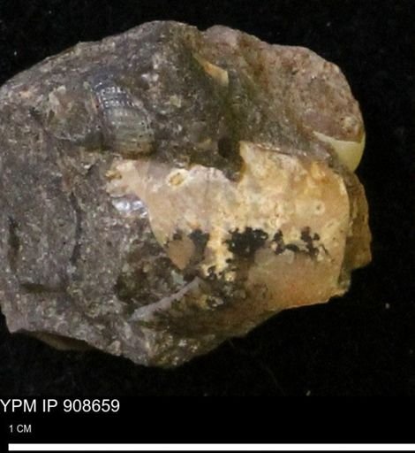 undet. Mollusca