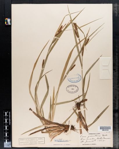 Carex granularis