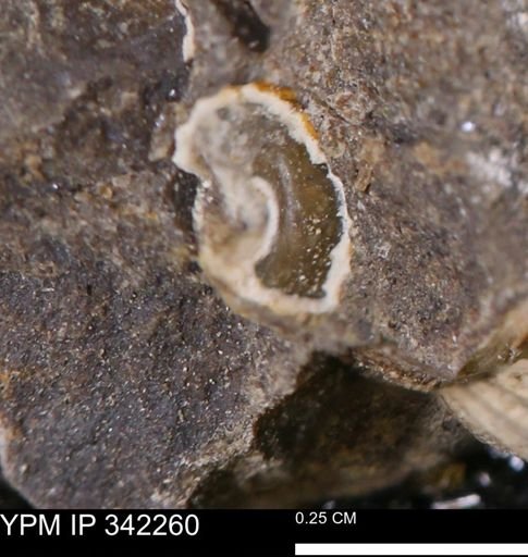 undet. Gastropoda