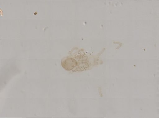 Asterias?